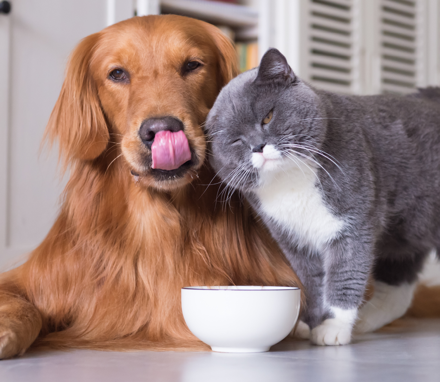Better foods for your pet with Cheese Powders